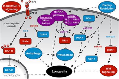 New Roles for MicroRNAs in Old Worms